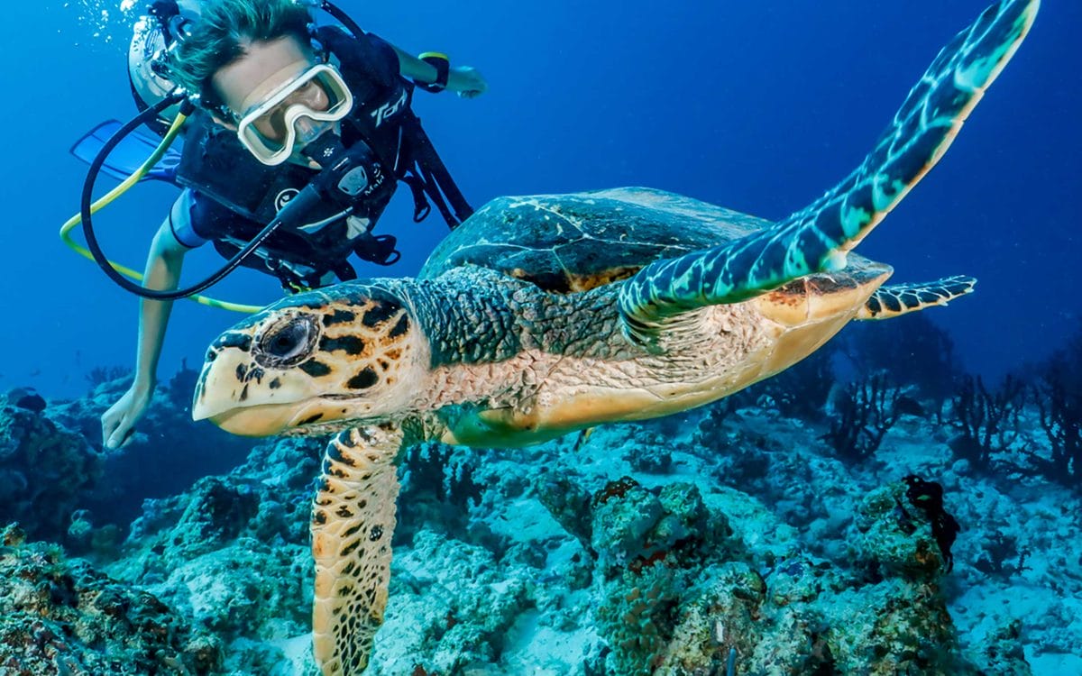 diving resorts maldives